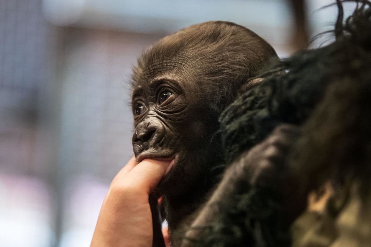 Baby gorilla debuts at Henry Doorly Zoo
